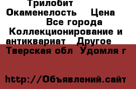 Трилобит Asaphus. Окаменелость. › Цена ­ 300 - Все города Коллекционирование и антиквариат » Другое   . Тверская обл.,Удомля г.